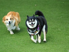 ドッグランに行ったよ