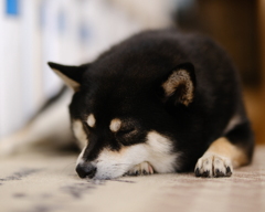 ボク待ってるよ