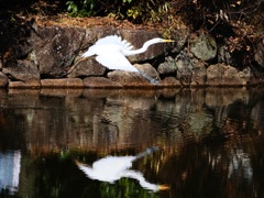 近所の公園のシラサギ