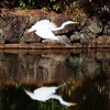 近所の公園のシラサギ