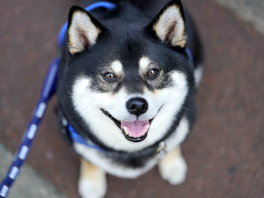 散歩楽しいね