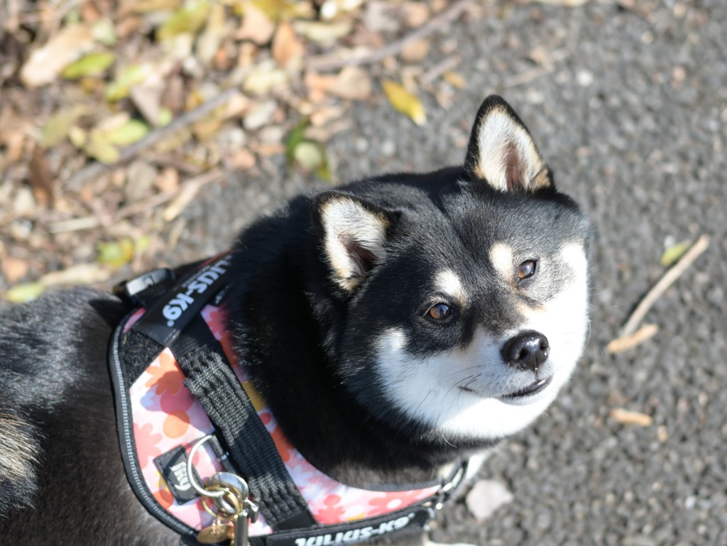 穏やかな日差し