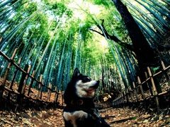 竹林の柴犬