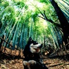 竹林の柴犬