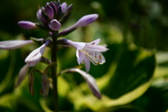 綺麗な花