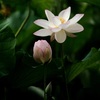 もうすぐ咲くよ