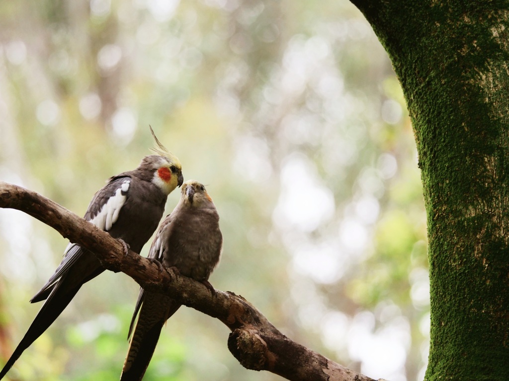 古い写真　キャンベルタウン野鳥の森