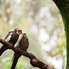 古い写真　キャンベルタウン野鳥の森