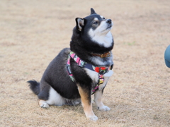 偉そうなおねだり