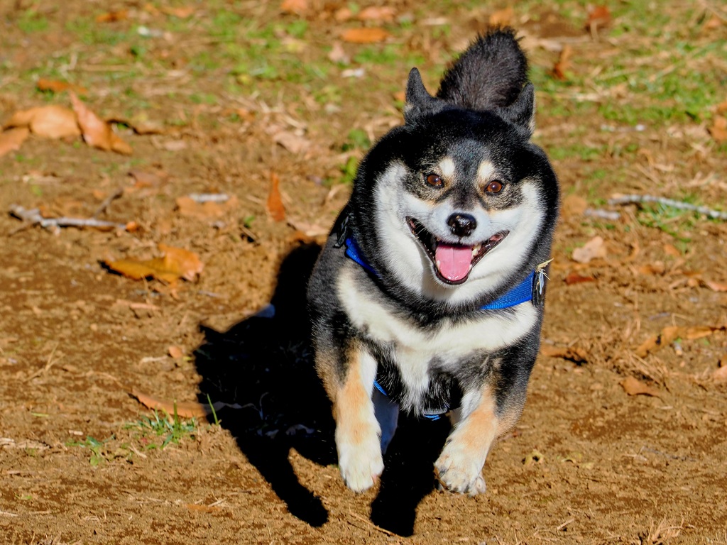 ボクの勢いは止められないぜ！