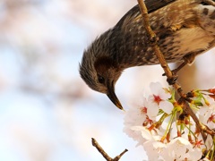 花摘む鳥