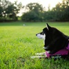 たそがれ柴犬