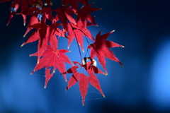 赤と青
