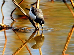 水鏡
