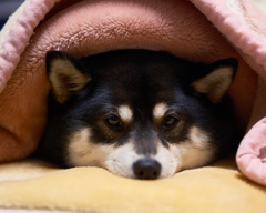 ボクは眠いんだ