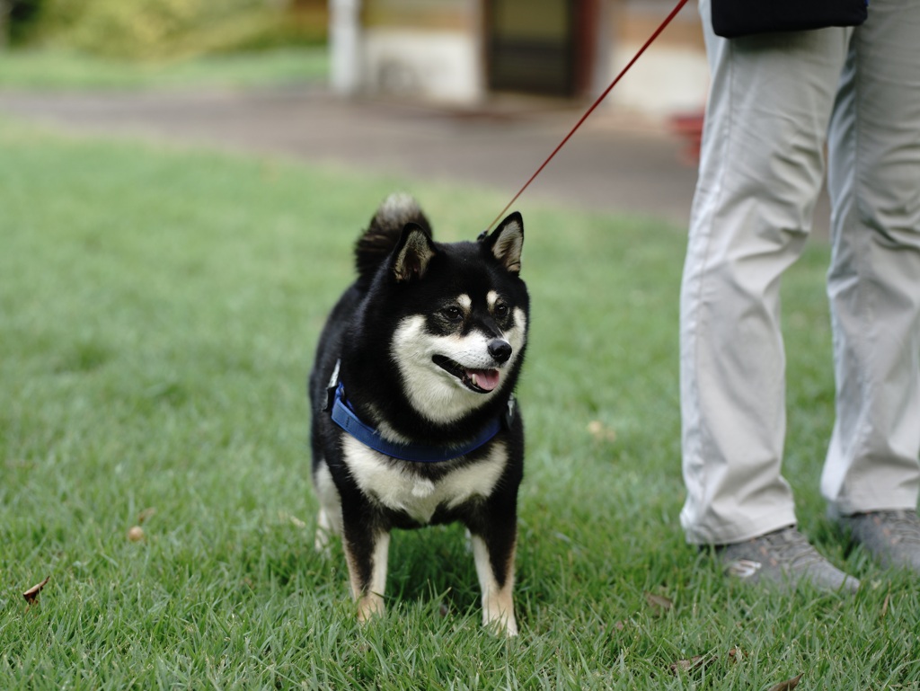 猫を見た犬