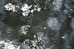 水際の桜
