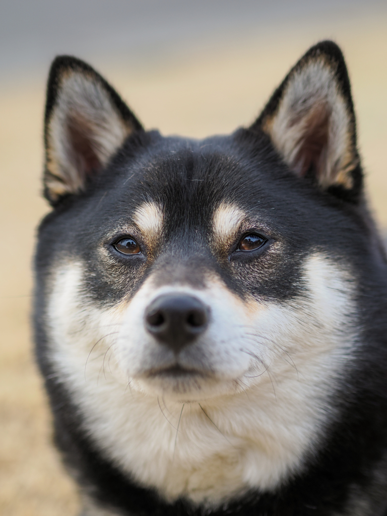 柴犬