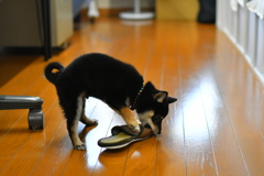 チビ怪獣だった頃