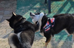 古い写真　浮気は許さない