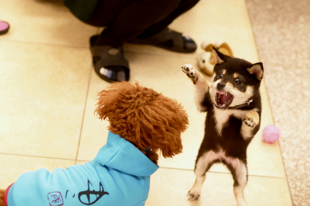 古い写真　パピー怪獣