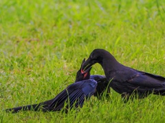 カラスの子育て③