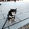 石畳の柴犬