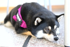 冷たくて気持ちがいいなぁ