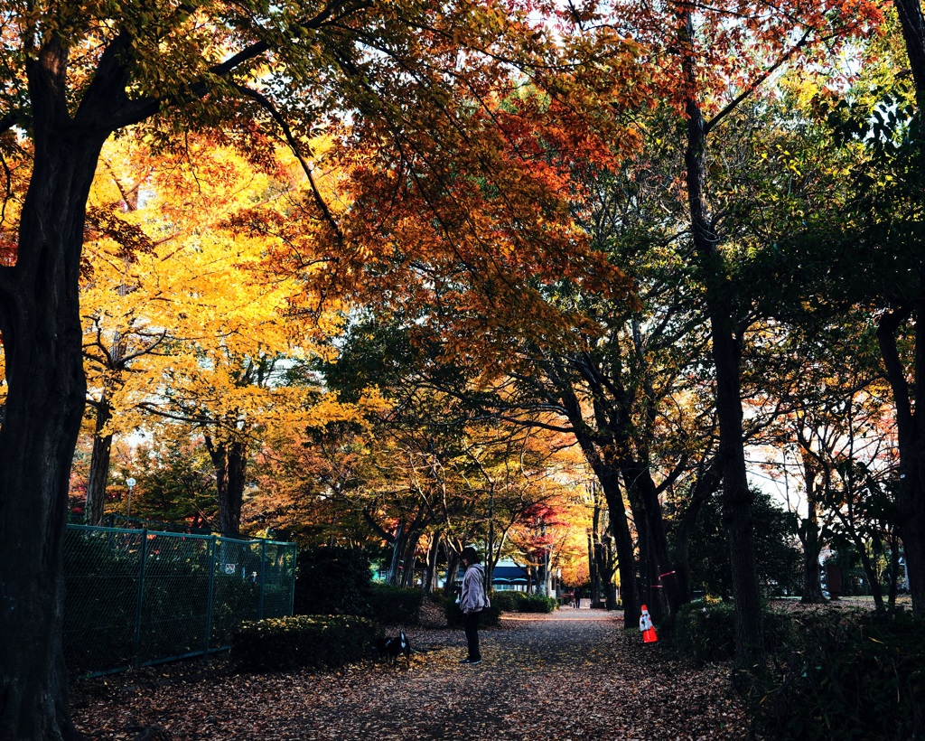 秋の遊歩道
