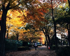 秋の遊歩道