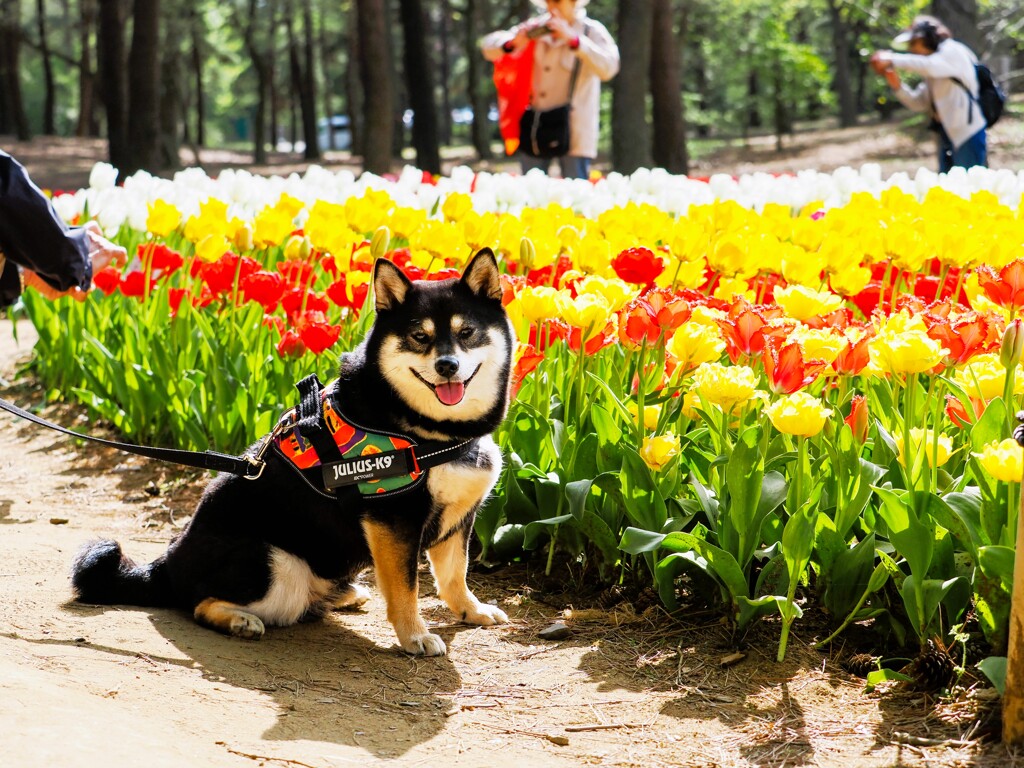 柴犬とチューリップ