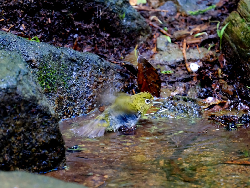 ヒャッホー♪