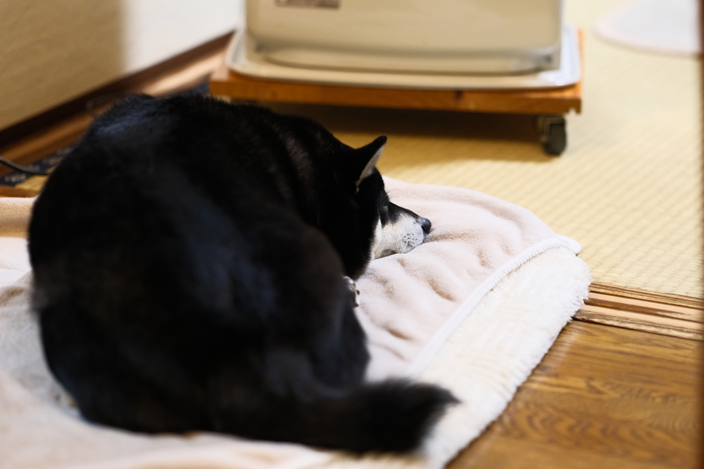 ストーブ大好き