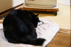 ストーブ大好き