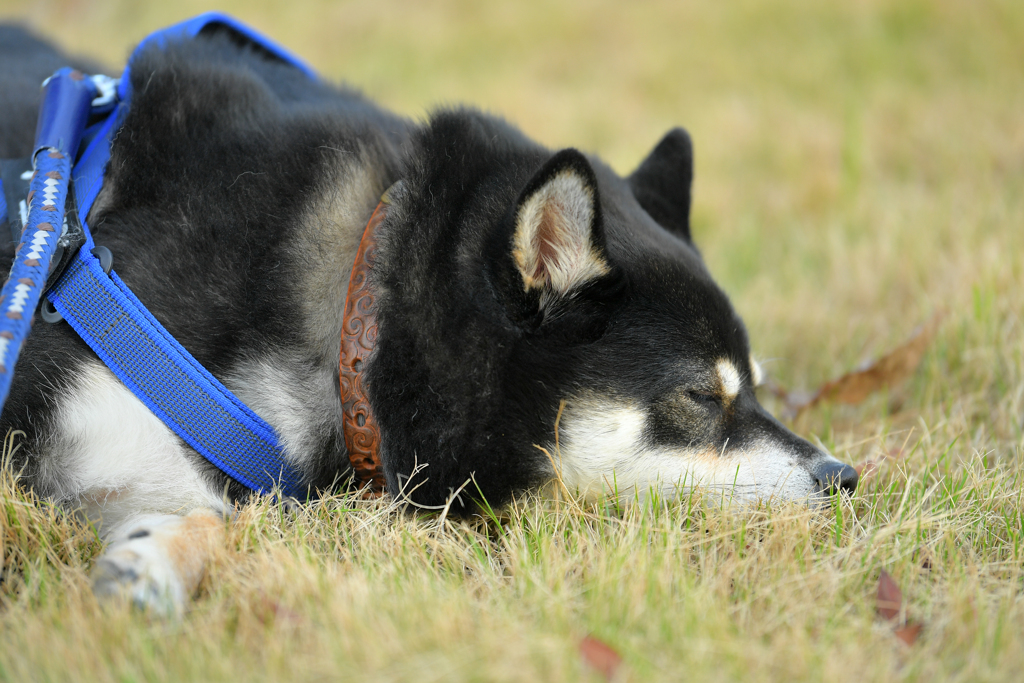 ぼくは眠くなってしまったよ