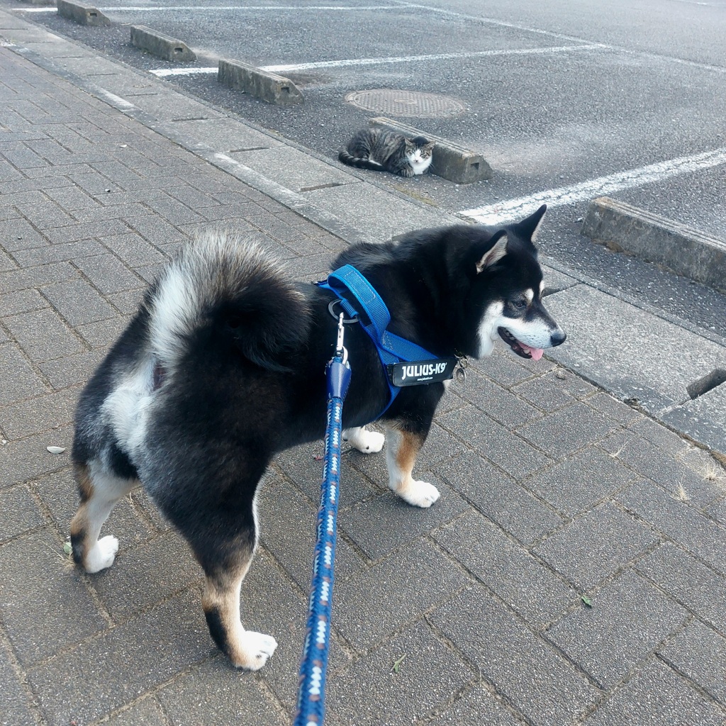 困惑