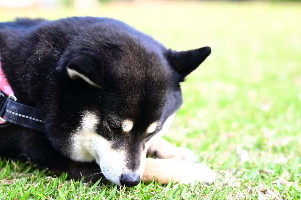 草の上は気持ちがいいなぁ