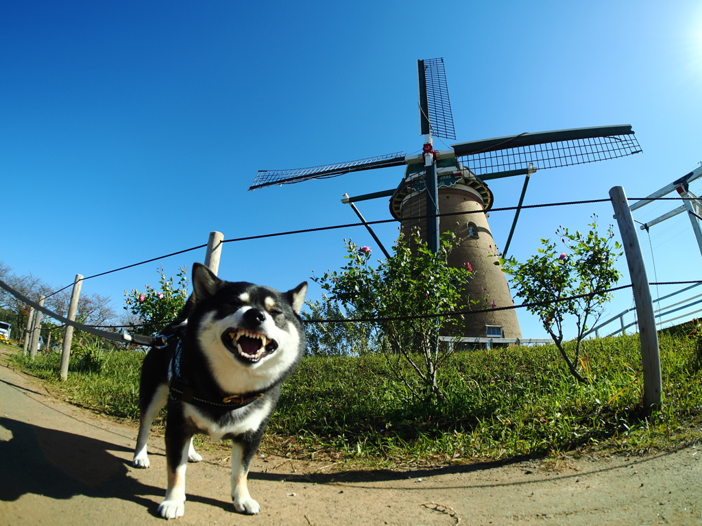風車と柴犬