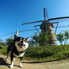 風車と柴犬