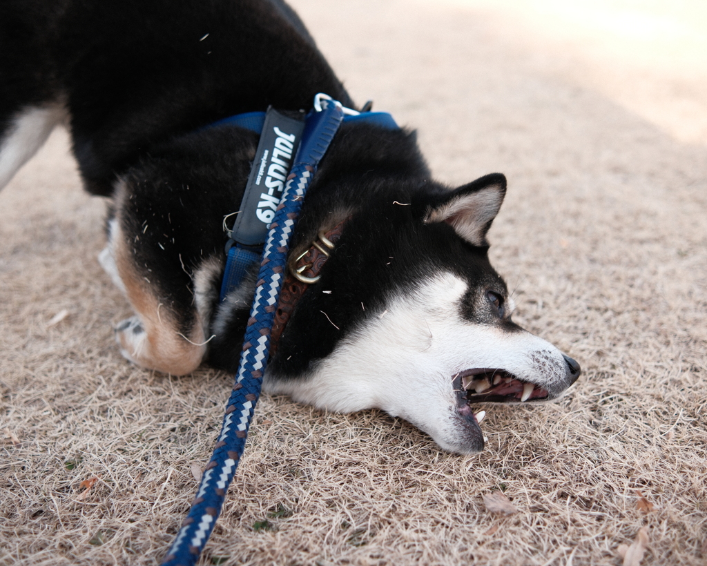 やめられない　とまらない