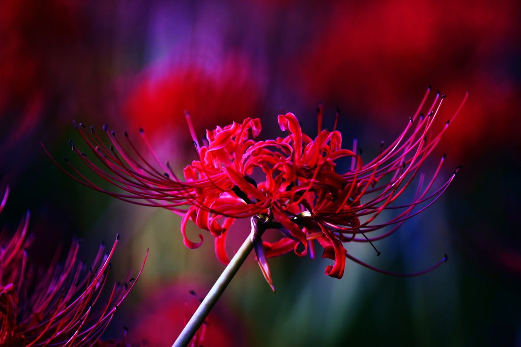花の盛り