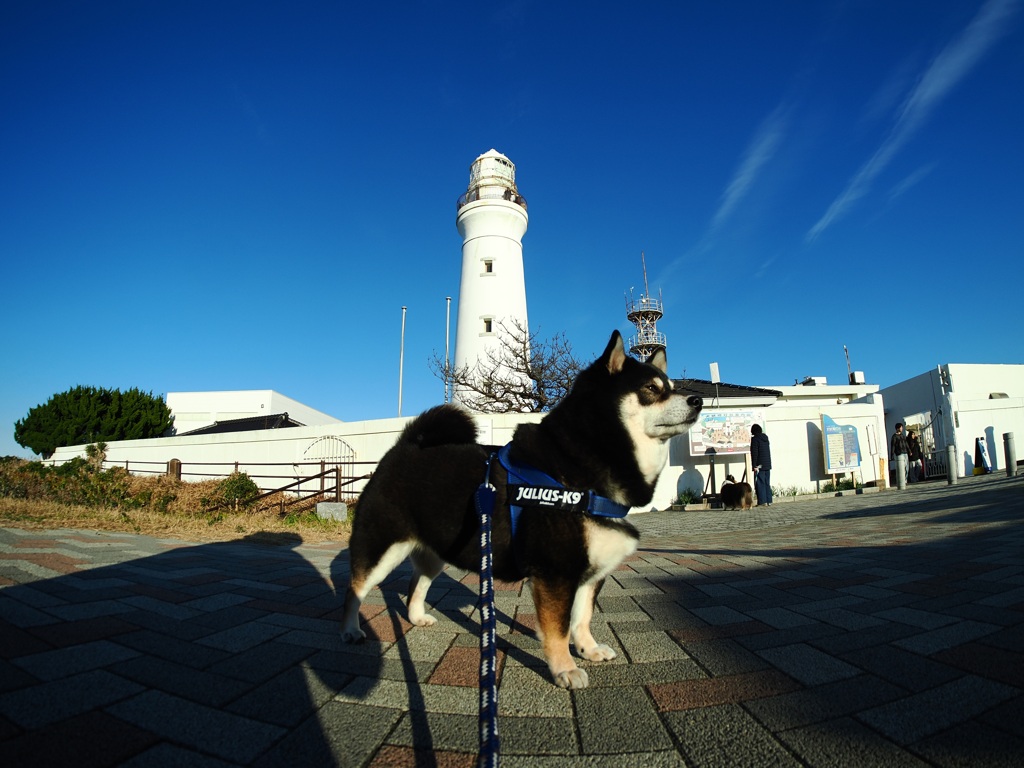灯台と犬