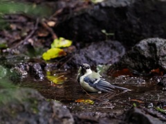 気持ち良さそうだね
