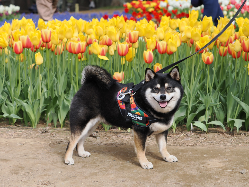 柴犬とチューリップ