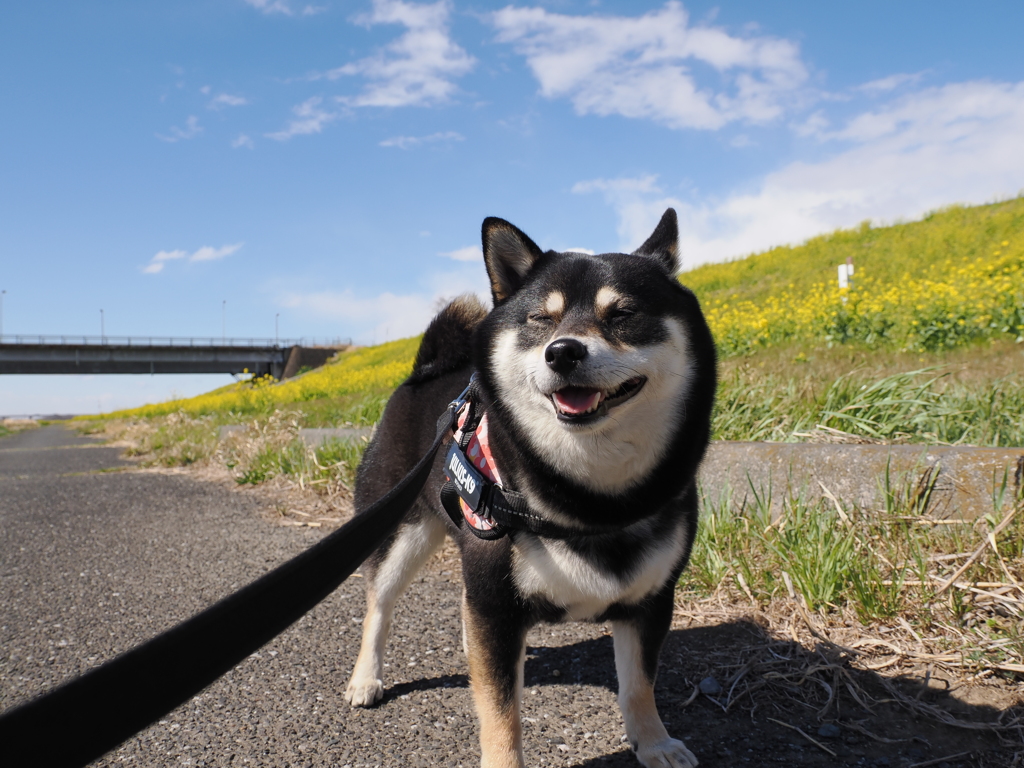 菜の花の土手を散歩したね