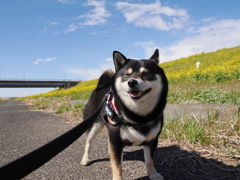 菜の花の土手を散歩したね