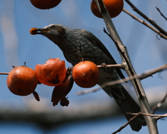 メジロを蹴散らして食べる柿はうまいか