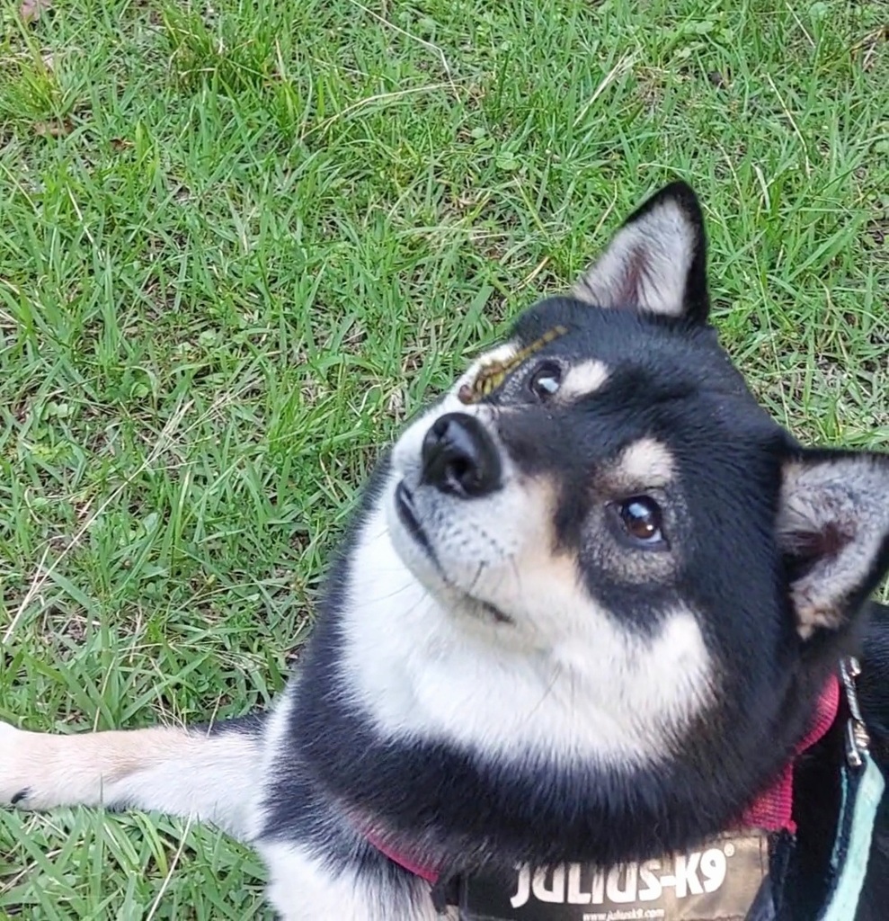 古い写真　柴犬の鼻にトンボ