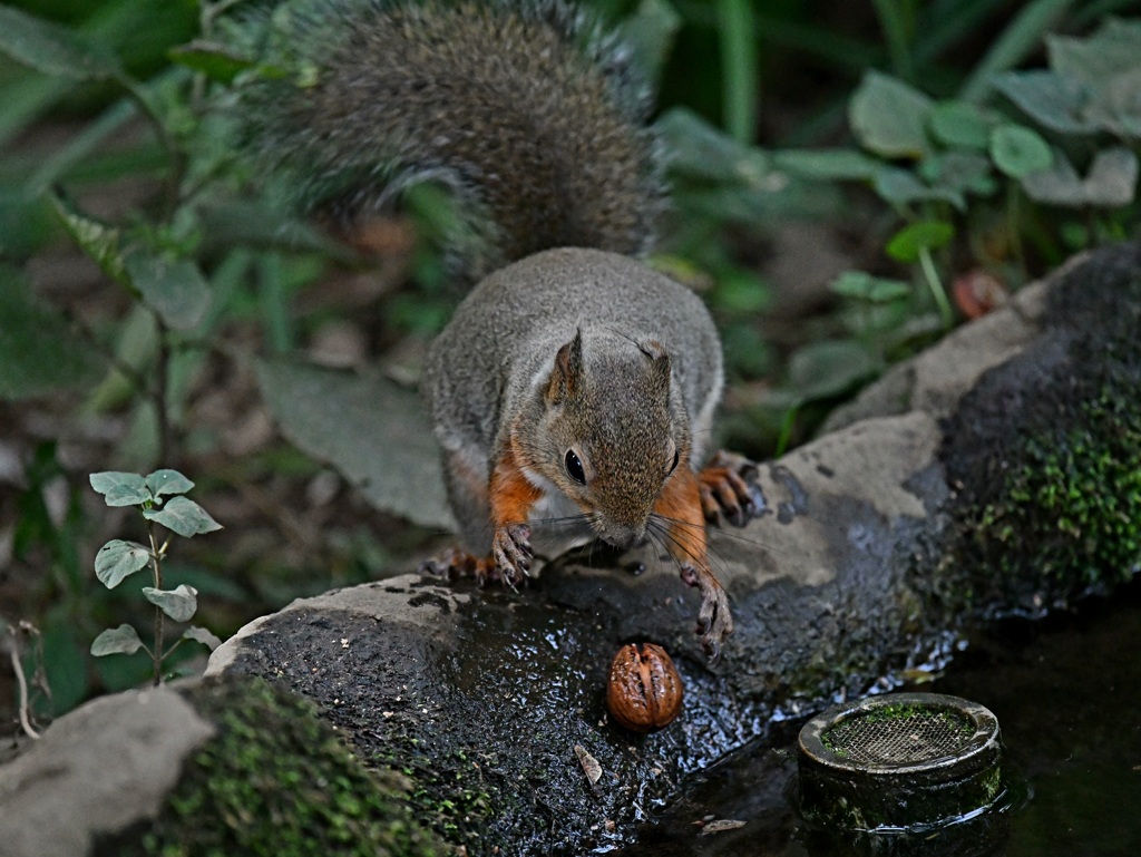 木の実を落としたリス