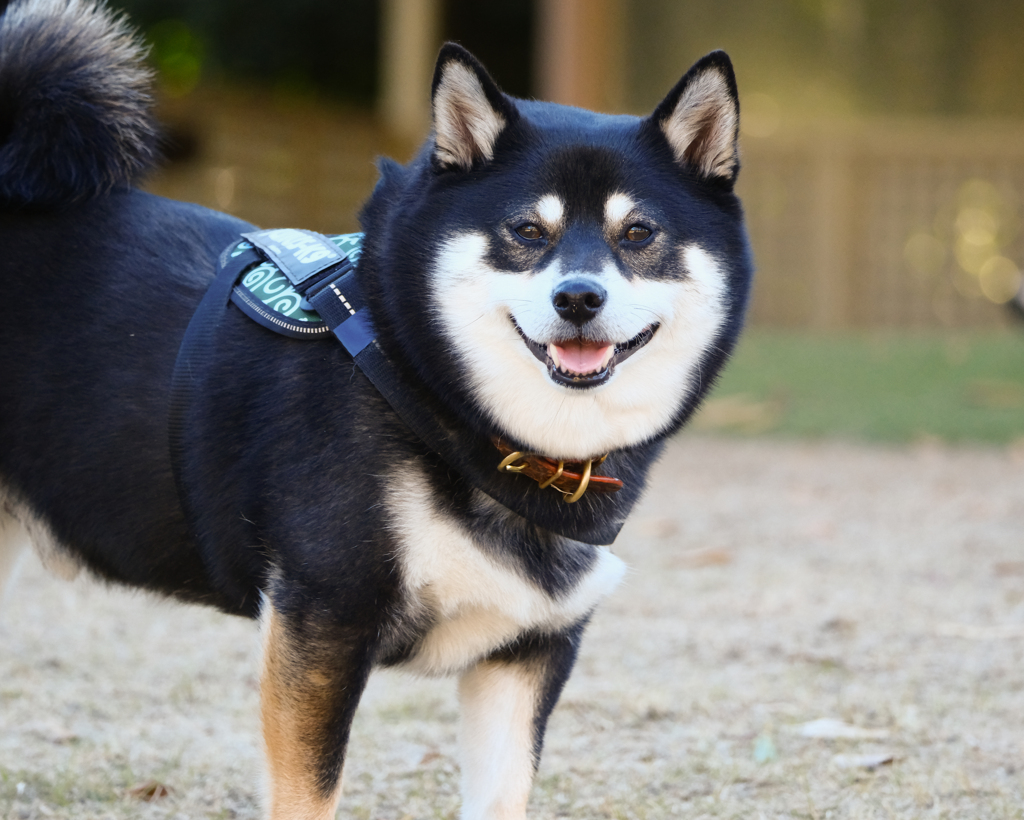 穏やかな微笑み